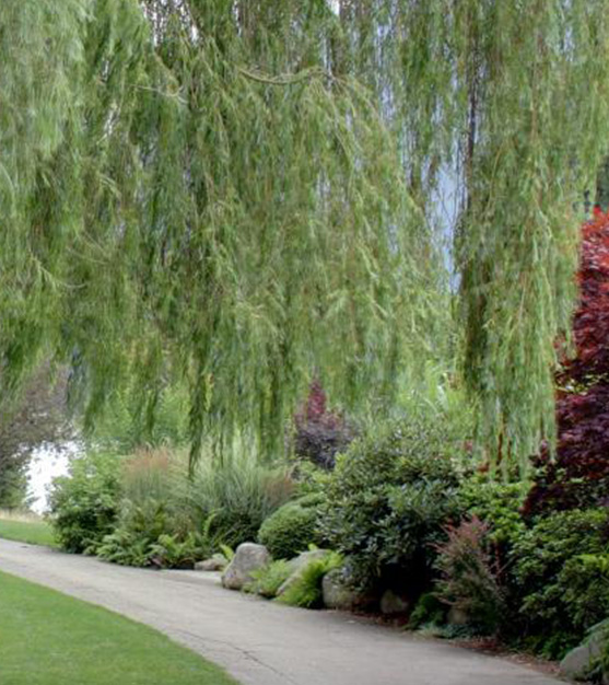 Nakusp